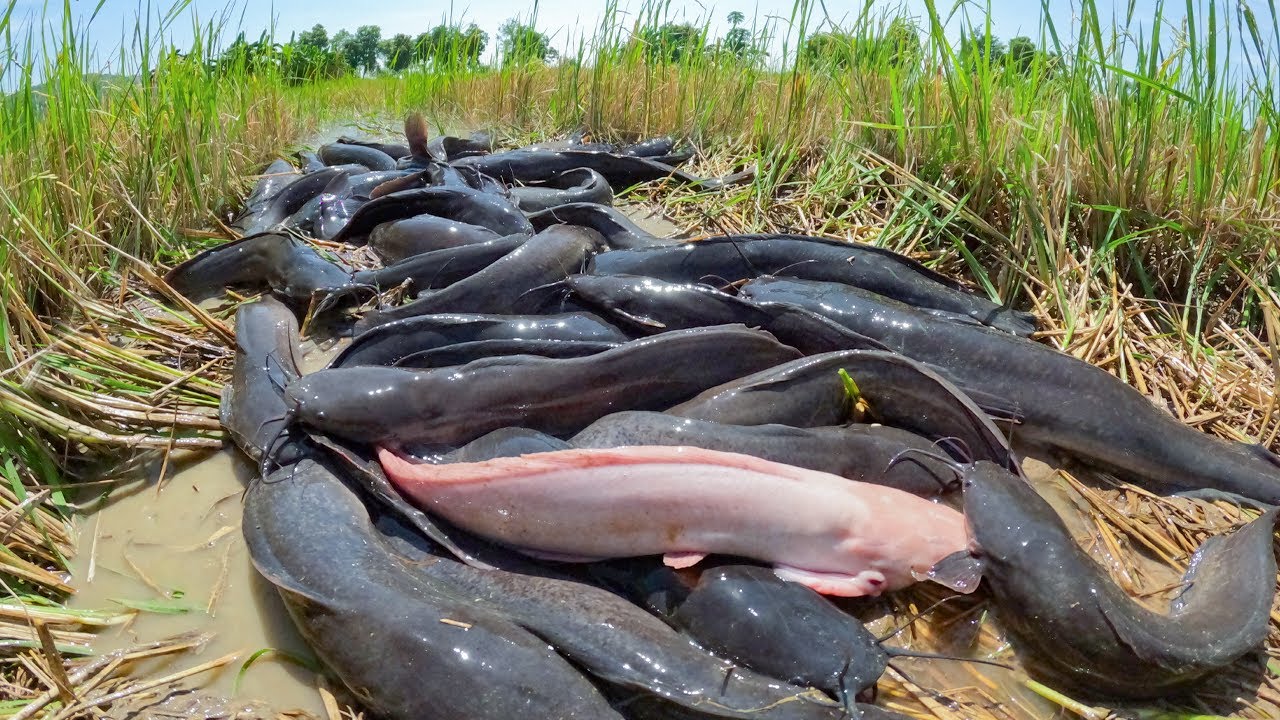 I Found HUGE Catfish Hiding in the Rice Field!
