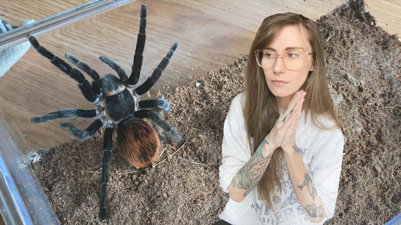 fixing my WORST tarantula enclosures