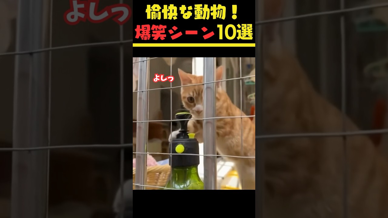愉快な動物!爆笑シーン10選 Funny Animals! 10 Hilarious Scenes #猫 #犬 #面白集