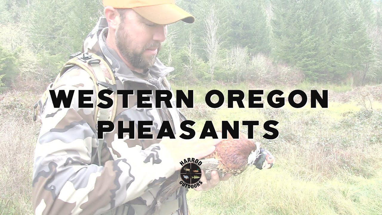 Western Oregon Pheasants