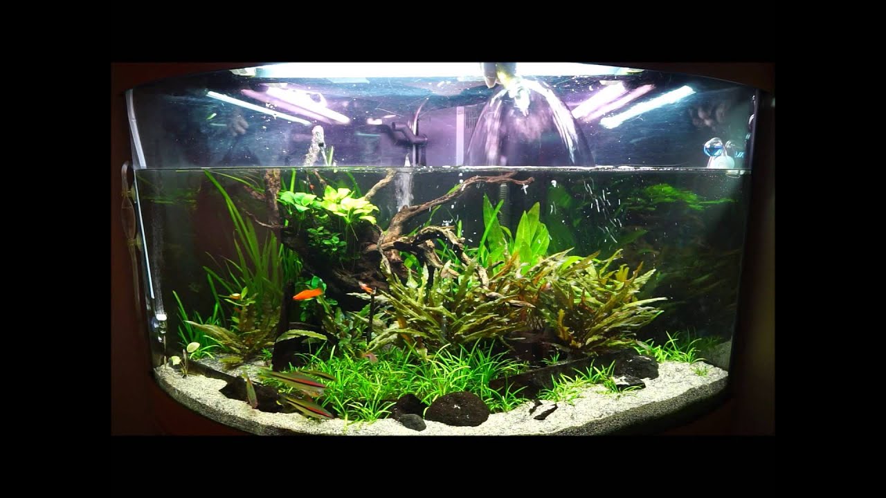 Fortnightly maintenance on Juwel Trigon 190 planted tank.