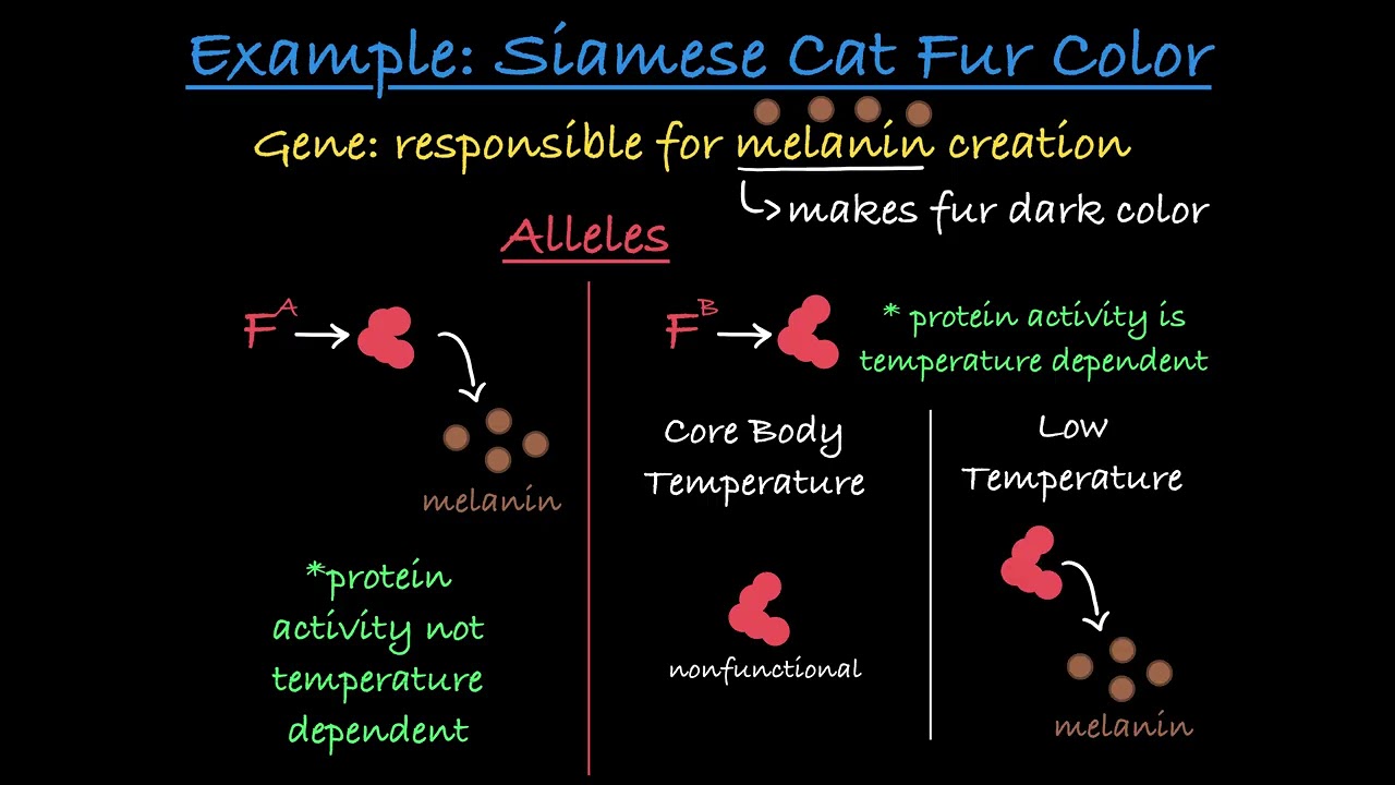 Environment Impact on Phenotype: Siamese Cat Example