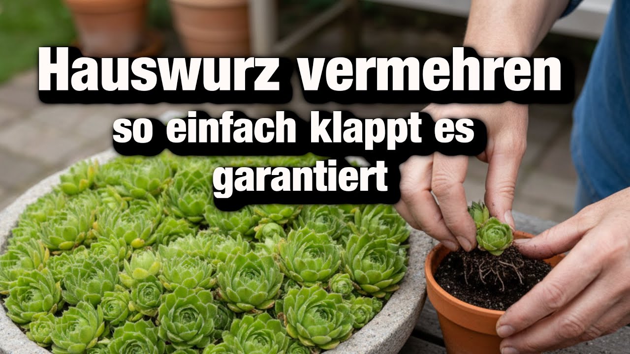 Nie wieder kaufen, Hauswurz einfach und sicher vermehren