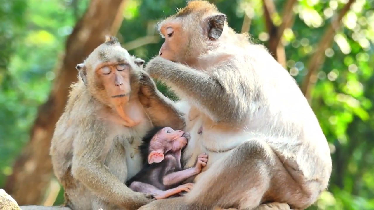 Jinx monkey like ntake time for health care treatment