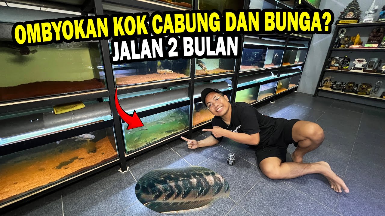 CHANNA OMBYOKAN KOK CABUNG DAN BUNGA?? Aneh tapi nyata...