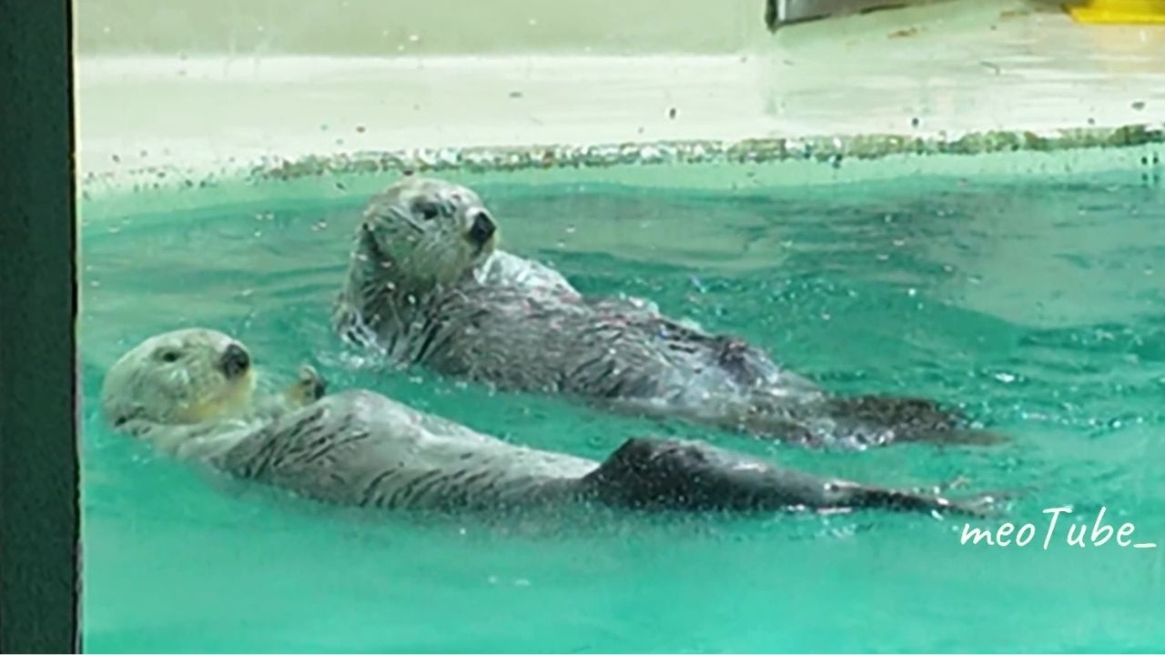 ラッコ お食事タイムが終わったら❣️ふたりの様子🐾 #鳥羽水族館 #seaotter #meoTube_Travel
