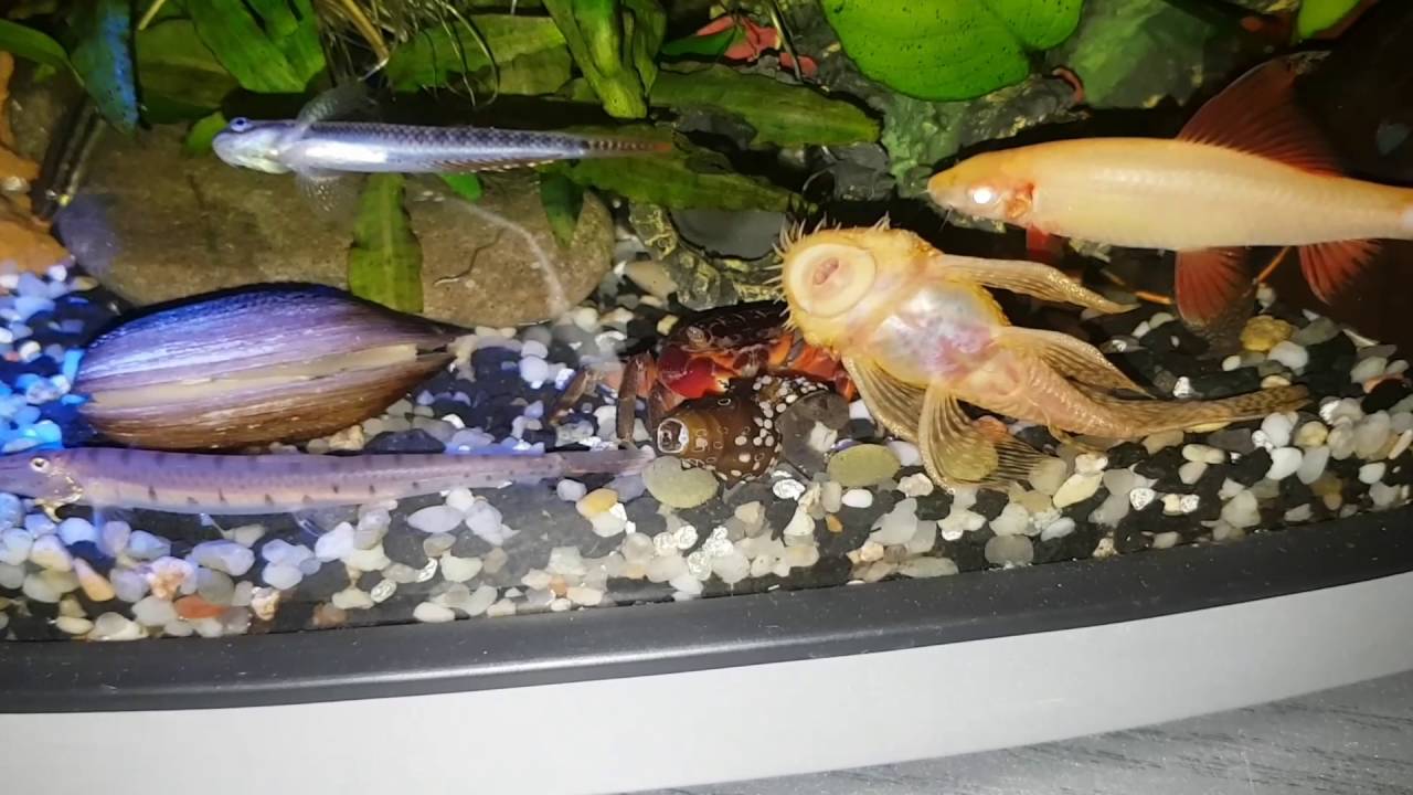 Krab mangrowy VS. krewetka gabońska - walka o tabletkę 😉