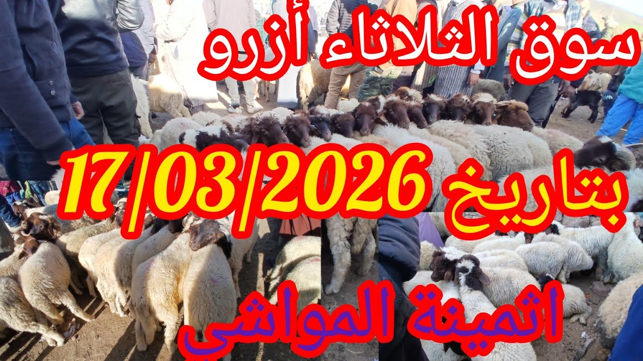 سوق الثلاثاء أزرو بتاريخ 17/03/2026 #اكسبلور 