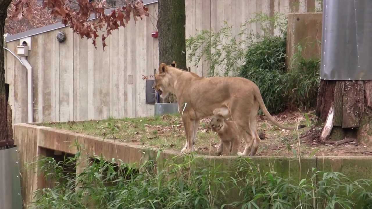 Lion cubs at the National Zoo in Washington, DC