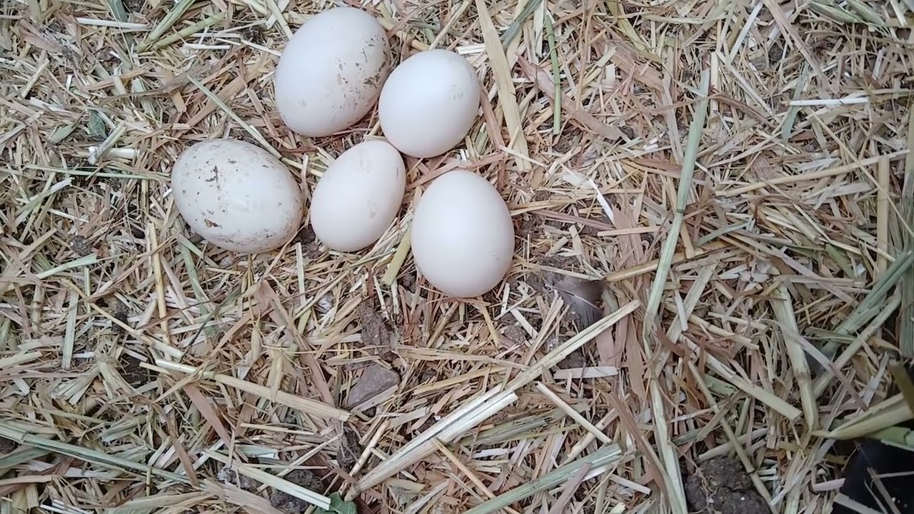 مشيت نشوف الحصيلة ديال البيض وانا لقىالخير  بدا يكثر فالمزرعة الحمد لله...       # تربية الدواجن🐓