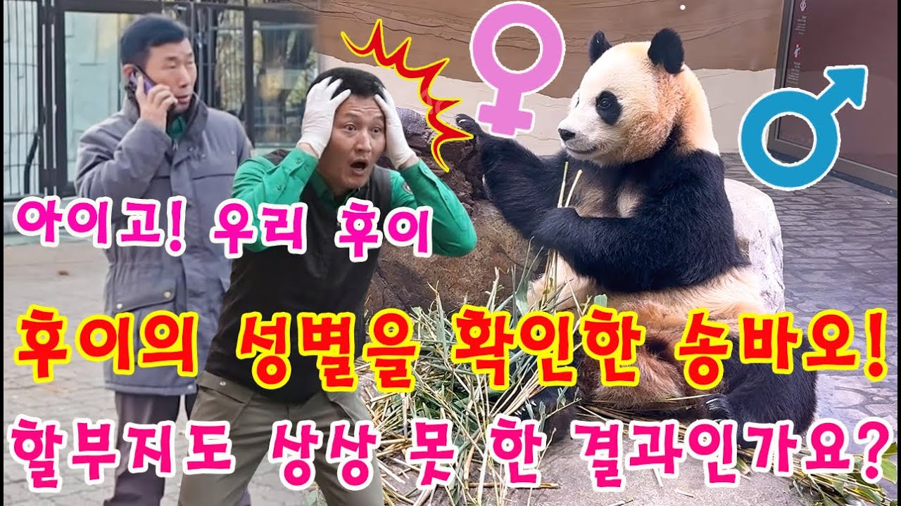 세상에😱 할부지 송바오도 깜짝?! ㅎㅎㅎ👀후이바오의 진짜 성별을 알게 된 할부지의 반응은? #루이바오  #푸바오 #아이바오