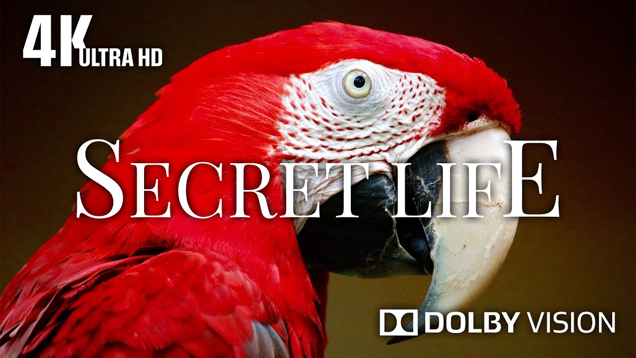 Incredible Animal Close-Ups | The Secret World of Wildlife 4K