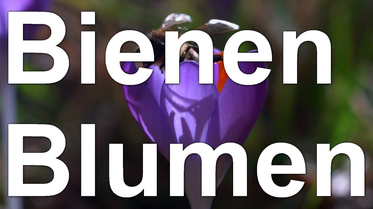 Bienen und Blumen im Februar - etwas für die Augen: Krokus, Schneeglöckchen und Winterling