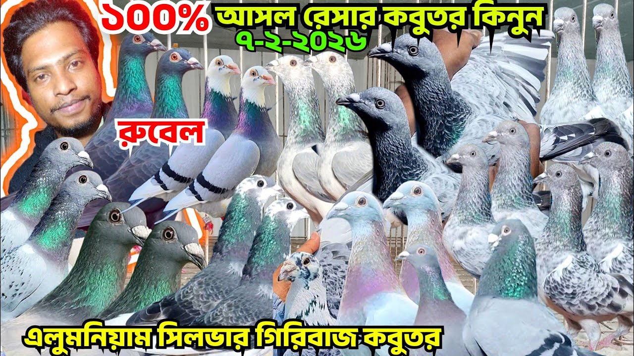 ১০০% আসল রেসার কবুতর কিনুন,এলুমনিয়াম সিলভার গিরিবাজ কবুতর বিক্রি হবে। সিলভার  কবুতর বাচ্চা,রুবেল 