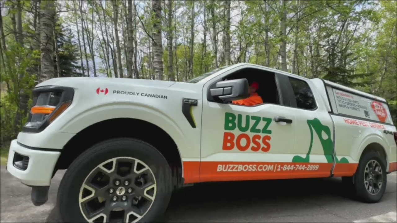 How to get rid of Wasp Nest / Hornet Nests - Fast & Safe in Canada - Buzz Boss Pest Defence