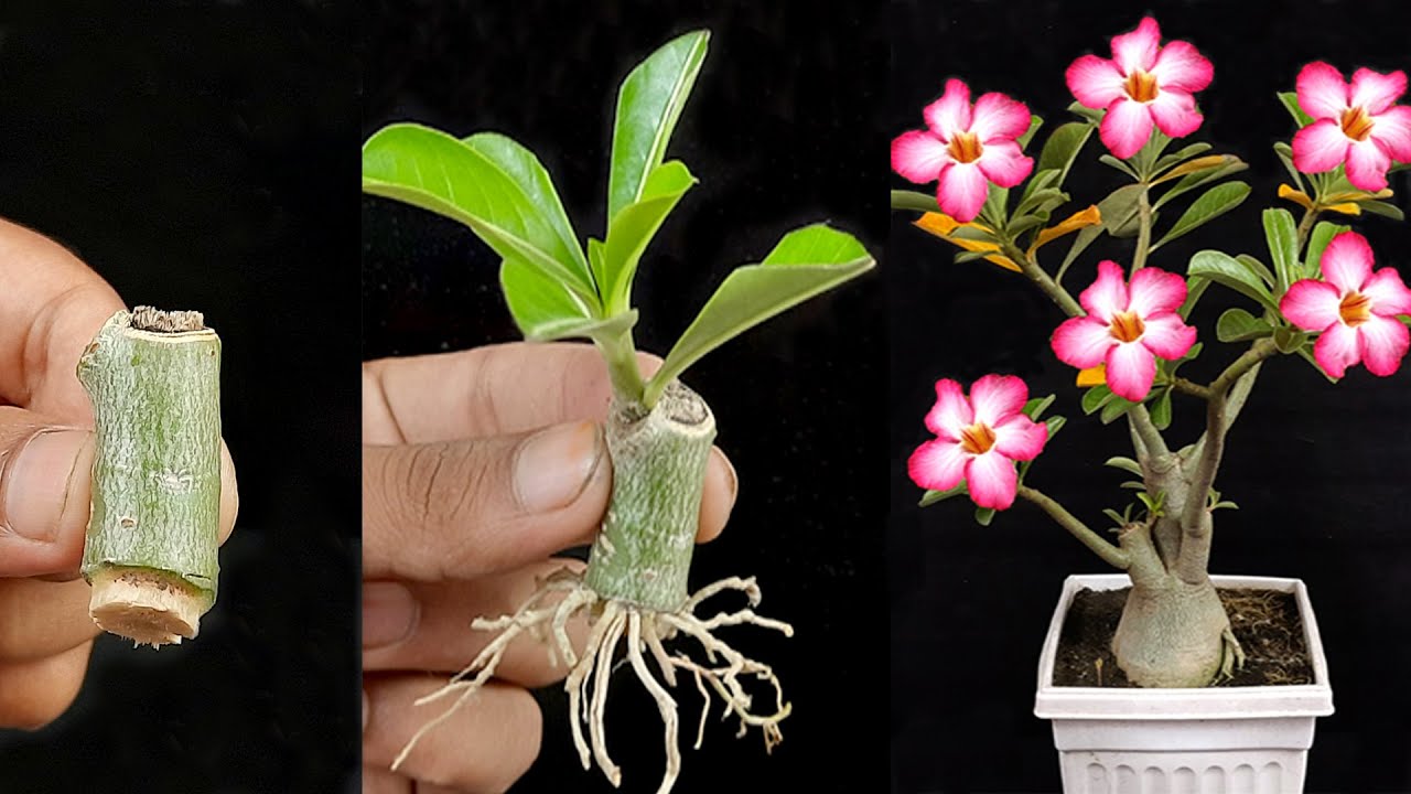 Simple Way To Grow Adenium From Cuttings || Desert Rose From Cuttings || Adenium Propagation