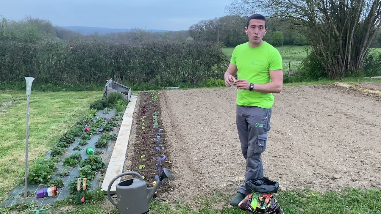 Semis en pleine terre : les légumes racines (carottes, radis, panais...)