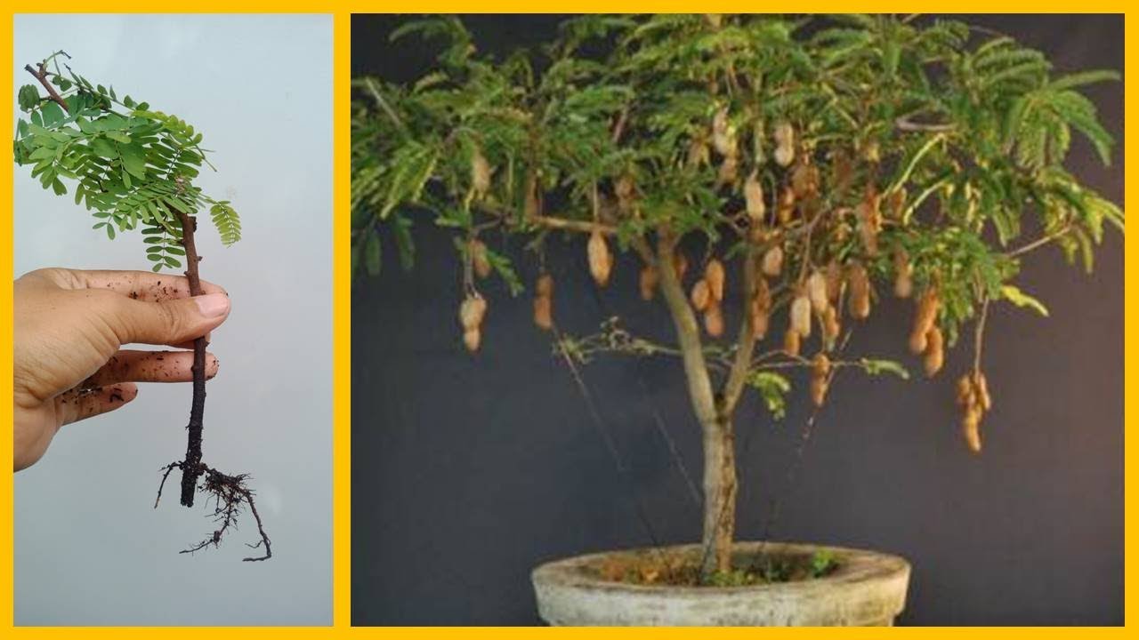 Tamarind Tree Cuttings Technique To 100% Work...
