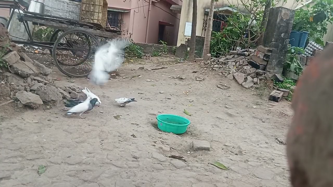 #pigeon #kabootarba #bird #pigeonlaver #birdspecies #kabutar #kabootarloft05 #pigeonbird #kabootar 