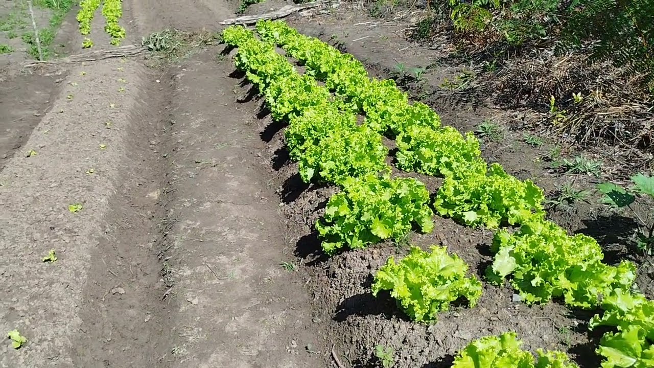 HORTA PRODUTIVA.. TRABALHO NÃO PARA..#agro #colheita #agricultura #alface #horta