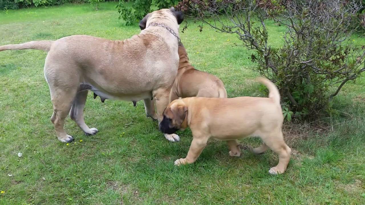 Bullmastiff puppies 9,5 weeks old whit mommy