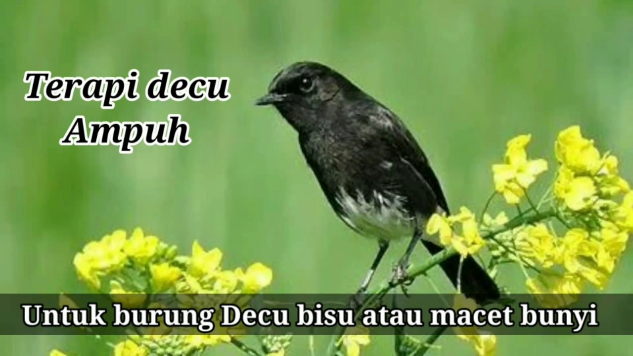 terapi decu gacor | suara terapi decu gacor
