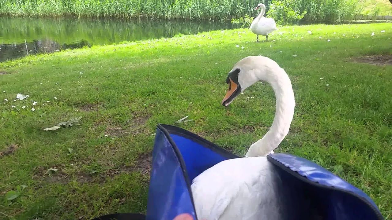Dierenambulance @ Work. Reportage: Zwanenkoppel na 3 maanden herenigd.