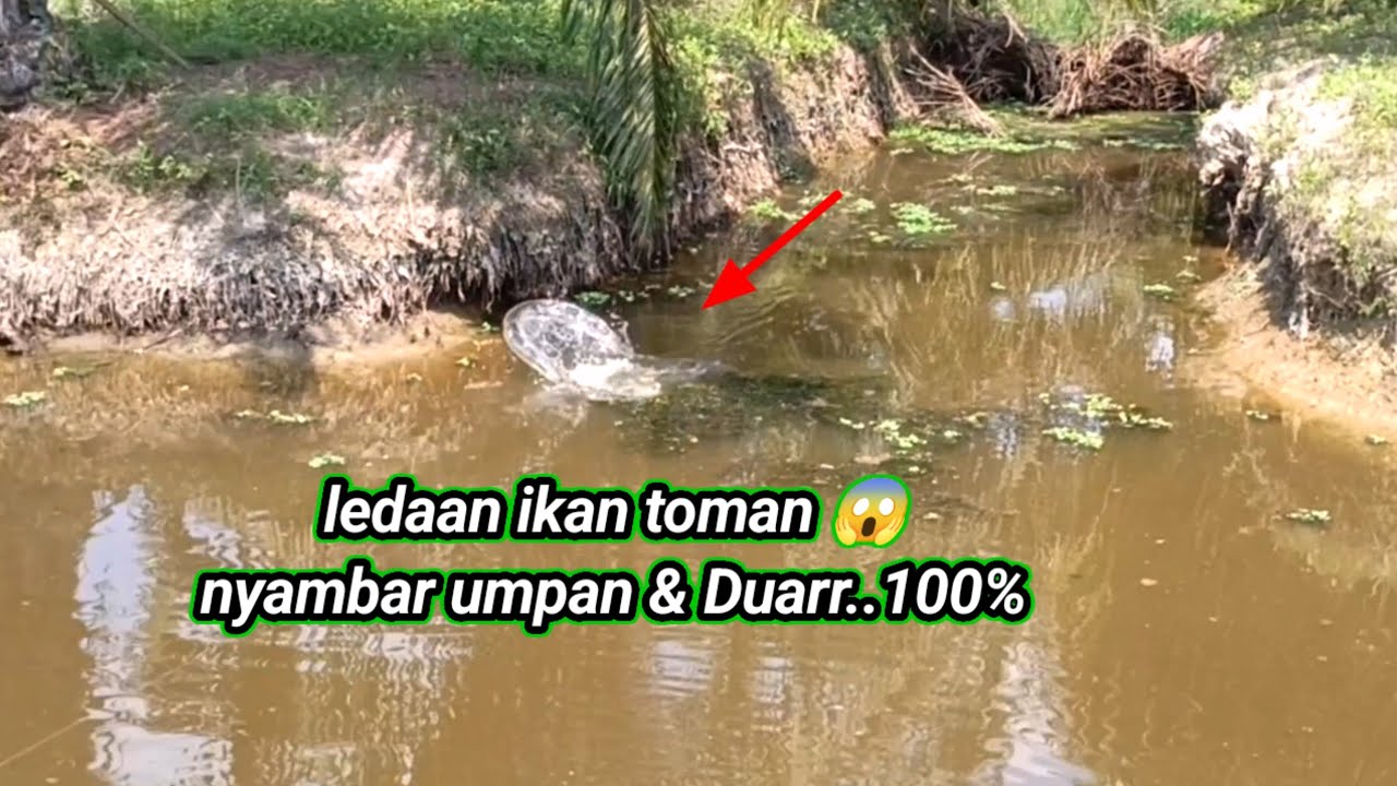 Ribuan toman ada dispot ini..!! Toman giring anak #mancing #mancingmaniagabus