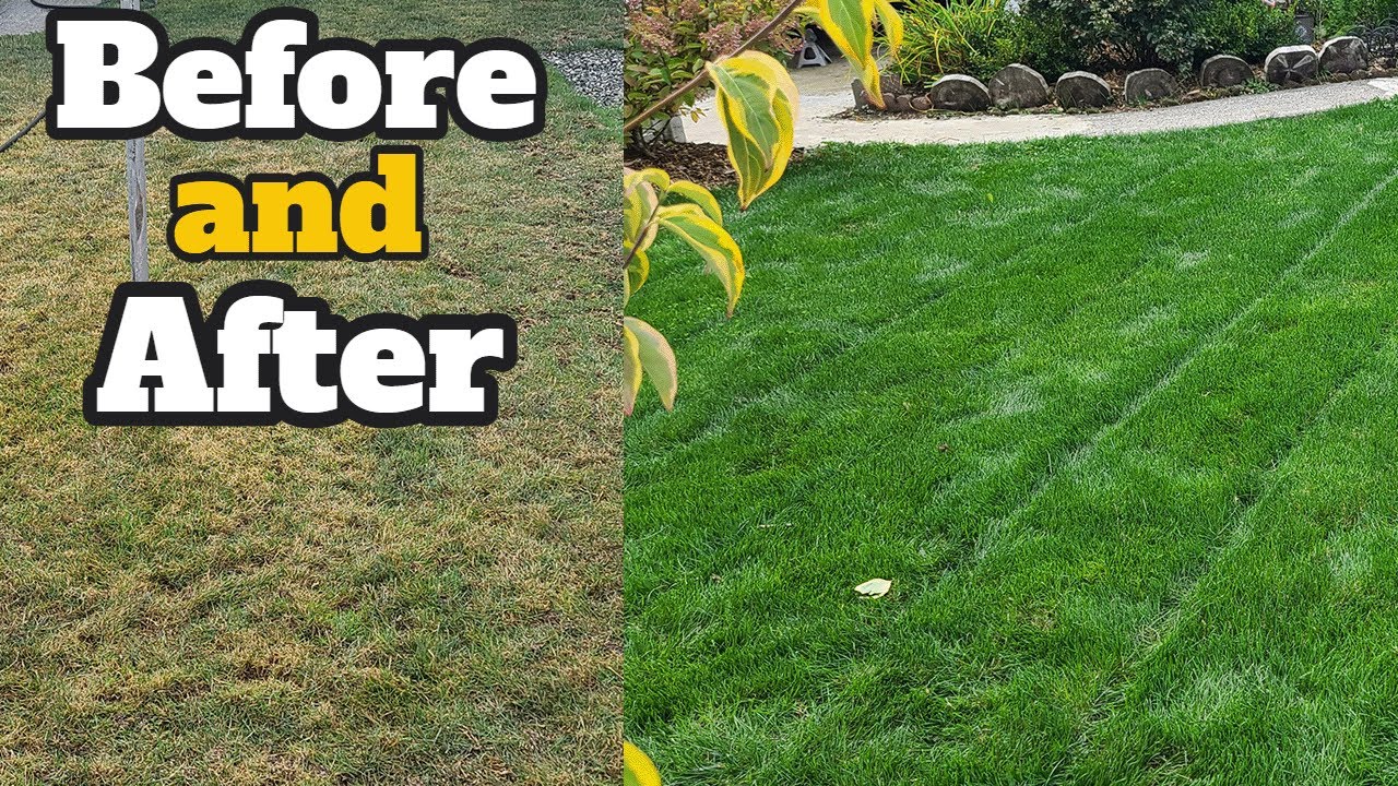 Fixing a Lynnwood Lawn in Fall 2025 Lime & Soil Amendments Tune Up for Acidic Soil