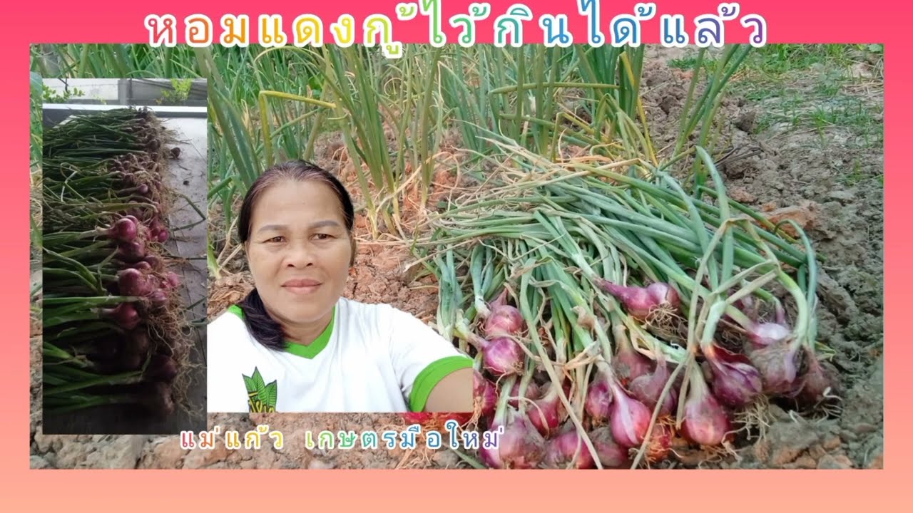 #กู้หอมแดง อายุครบ2เดือนเก็บเกี่ยวได้แล้ว#เกษตรผสมผสาน #แม่แก้ว เกษตรมือใหม่