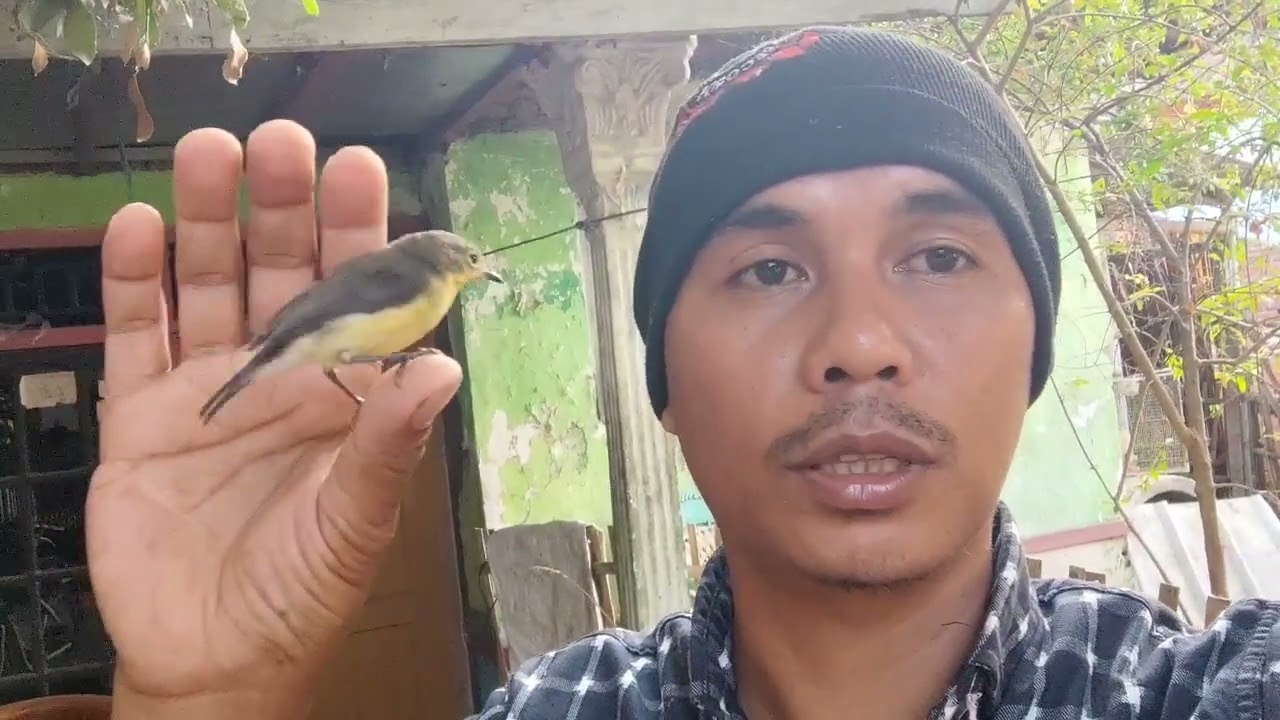 remetuk laut jinak dan gacor