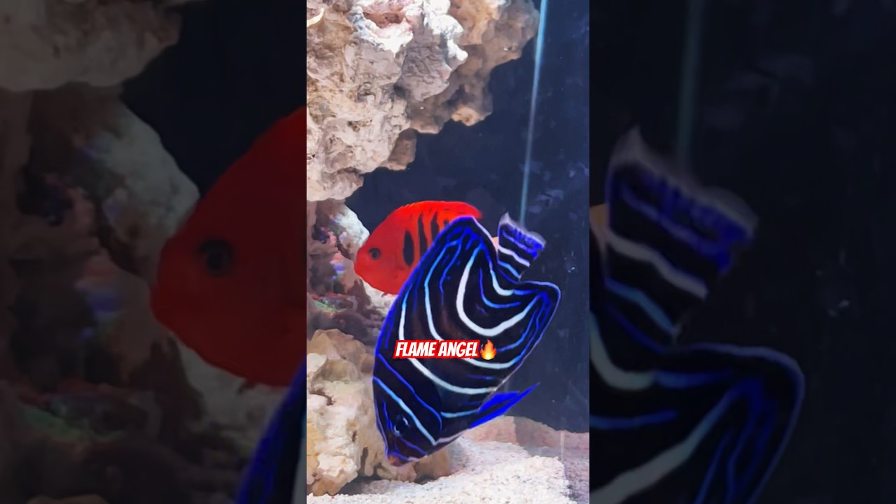 Flame Angel grabbing my attention🔥 #reeflife #marineaquarium #fish #saltwateraquarium #fishtank