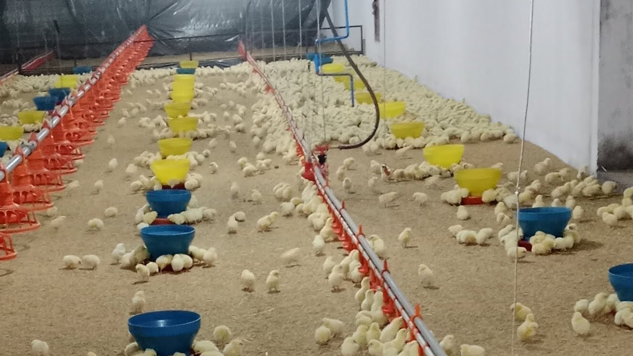 Small chick 3rd flock poultry farm