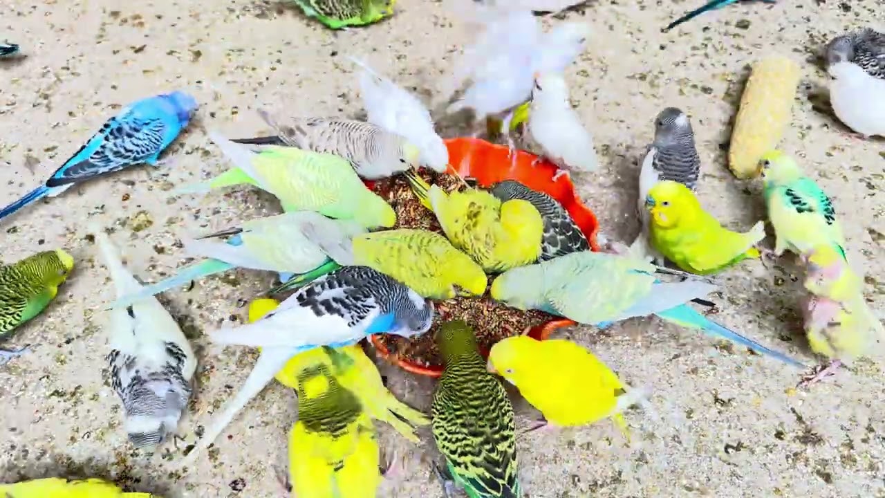 “Wait for the Budgie at the End 👀”“Sound ON 🔊 Budgie Owners Will Relate“This Budgie Is TOO REAL”🐦‍🔥