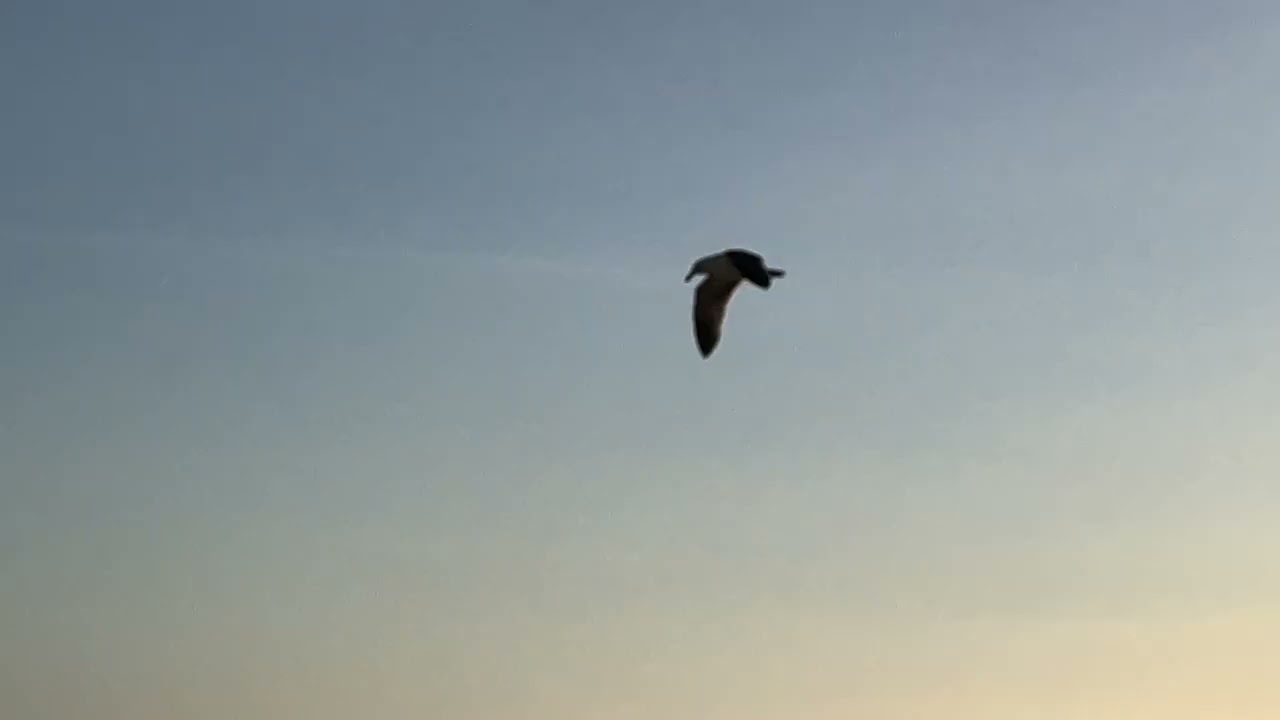 March 15, 2026 Sunrise to Sunset at The Beach NorCal Santa Cruz California #socal #beach