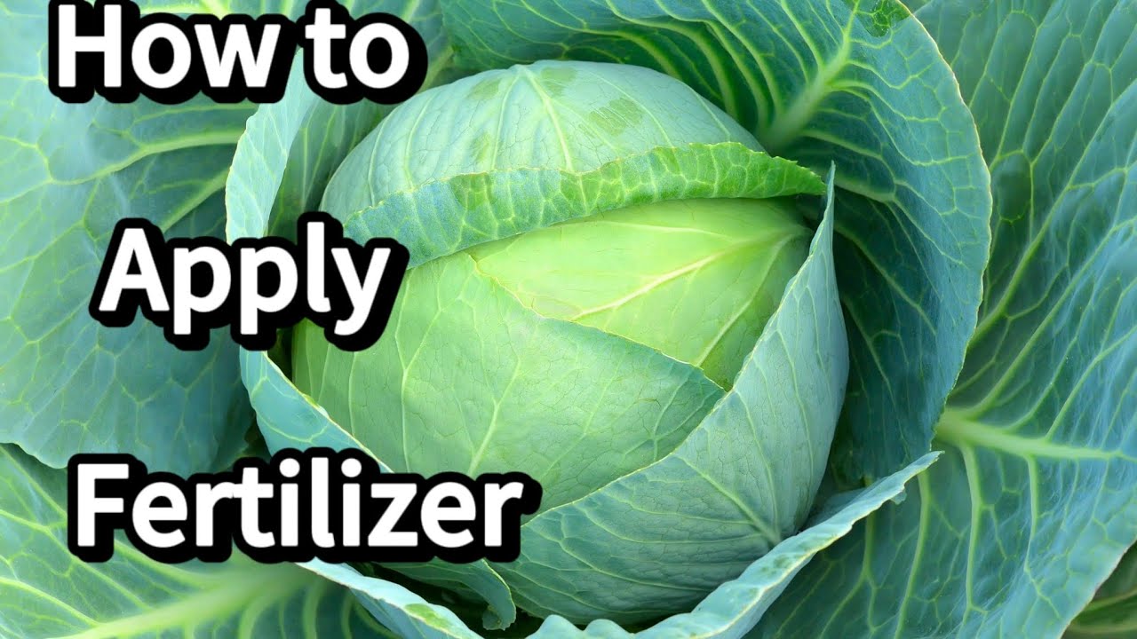 How to apply fertilizer to Cabbages (Compound C fertilizer) A step by step Guide for Maximum Yield