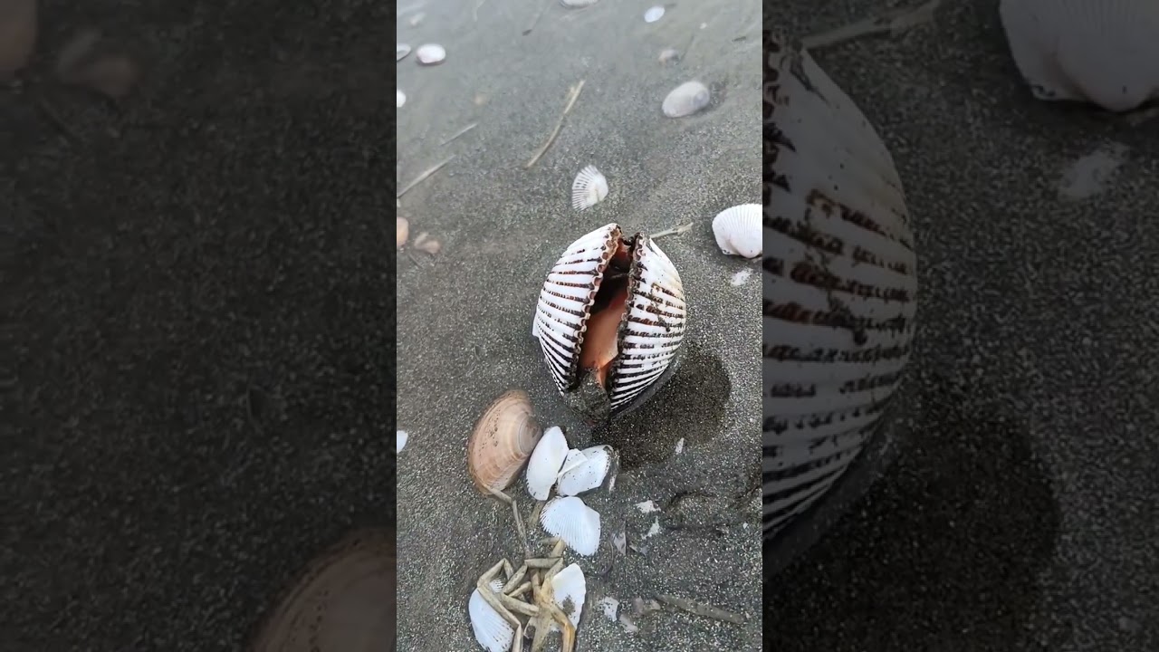 Live seashell at sea view beach Karachi #youtubeshorts #shorts #viral #seaviewkarachi #seashell