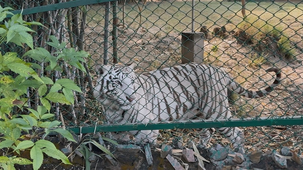 First Time Tiger Ko Itne Close Se Dekha 🐅😱