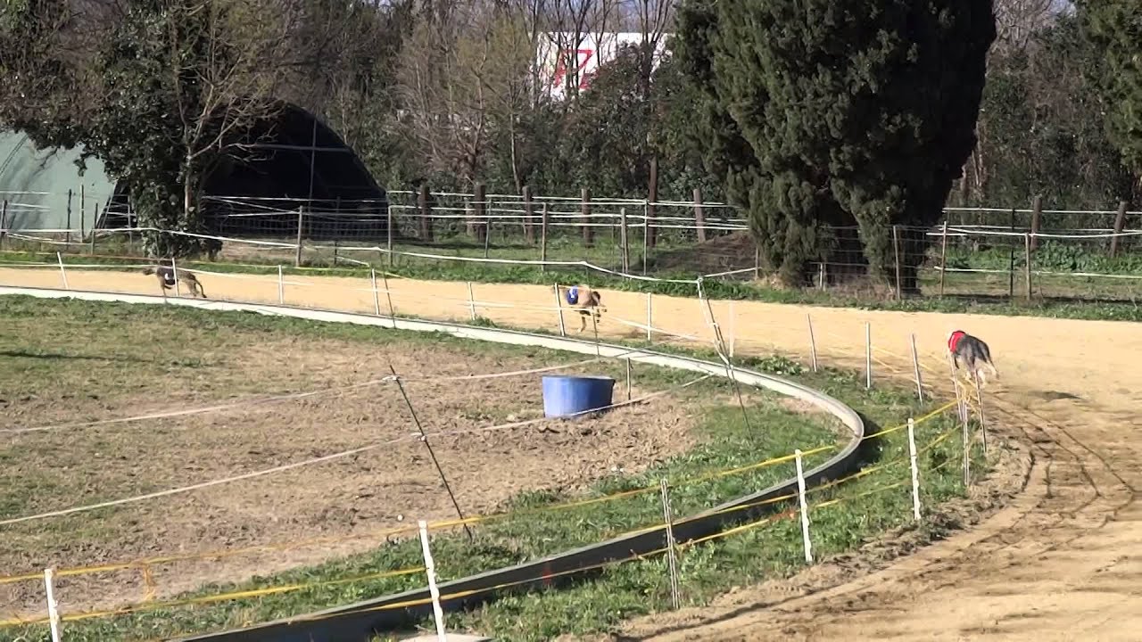 Galgos - Cynodrome Perpignan