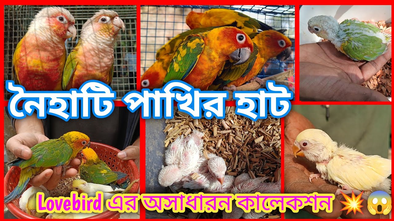 Lovebird এর অসাধারন কালেকশন 💥😱 || Naihati Bird Market || Recent Birds Price Update || 24/1/2026