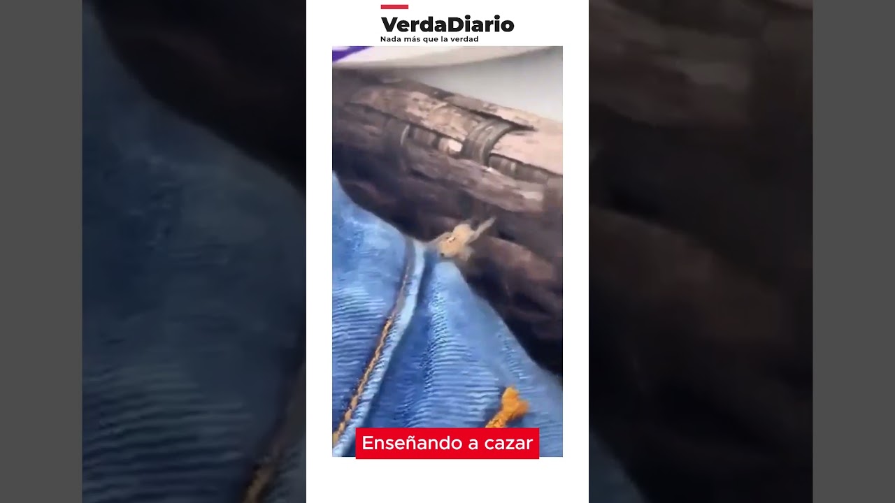 Verdadiario - Ense&ntilde;ando a cazar a una peque&ntilde;a ara&ntilde;ita