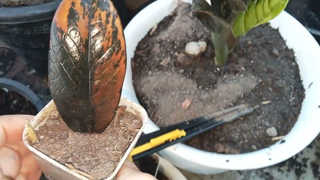 มาดู ดินปลูกกวักมรกตและ ต้นไม้อะไรขายไม่ได้  ขายไม่ออก  ขาย50 บาทไม่มีคนซื้อ  มาดูต้นอะไร