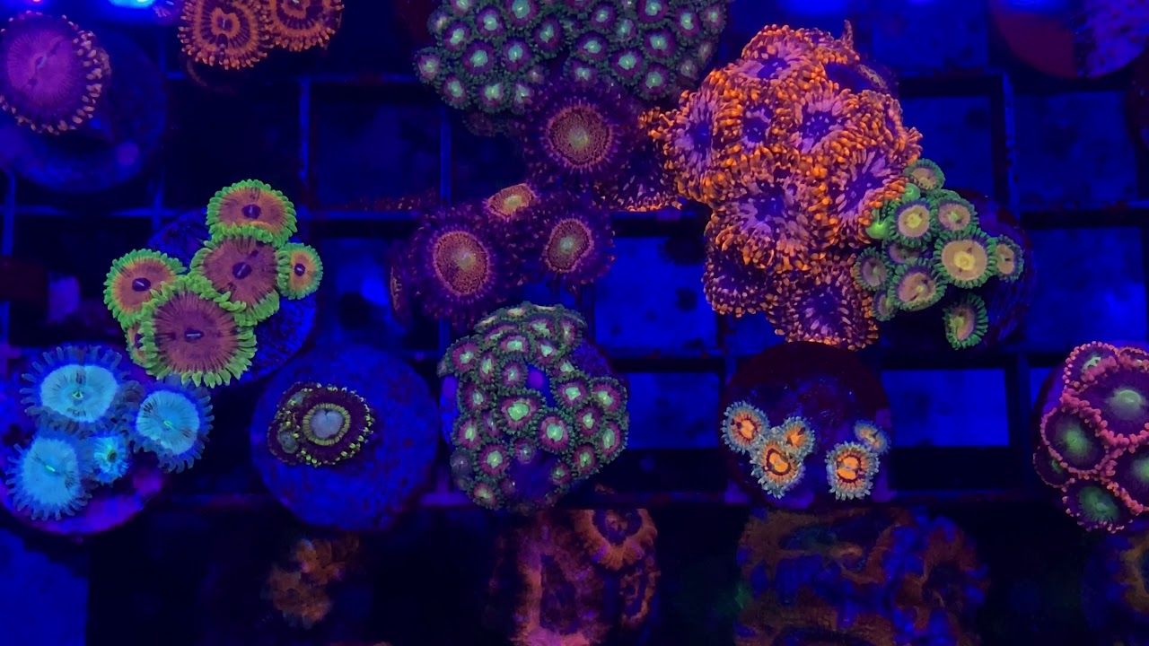 Zoanthid and Palythoa Collection in 4K