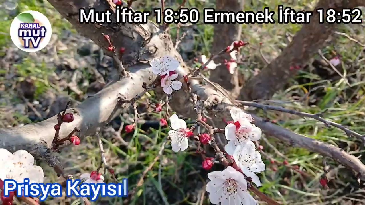 Yöremizde Kayısı ve Eriklerde don Etkisi