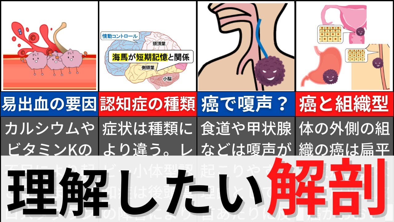 【知っておくといい！】理解しておきたい解剖の知識