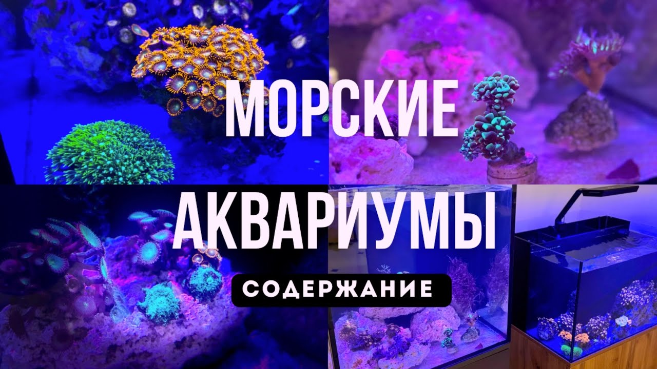 Морские аквариумы на 125 и 100 литров/Спустя месяц