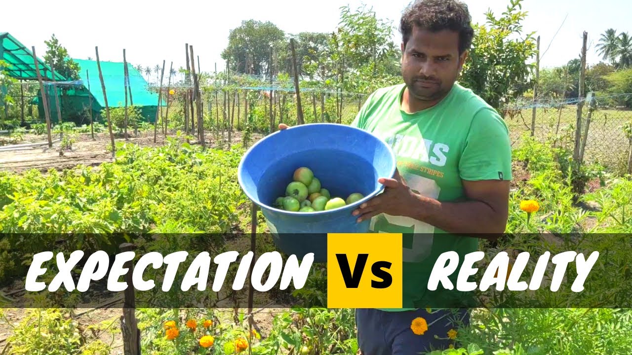 Farming my expectations Vs reality!