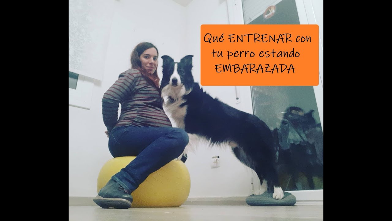 Qué ENTRENAR con tu perro estando EMBARAZADA