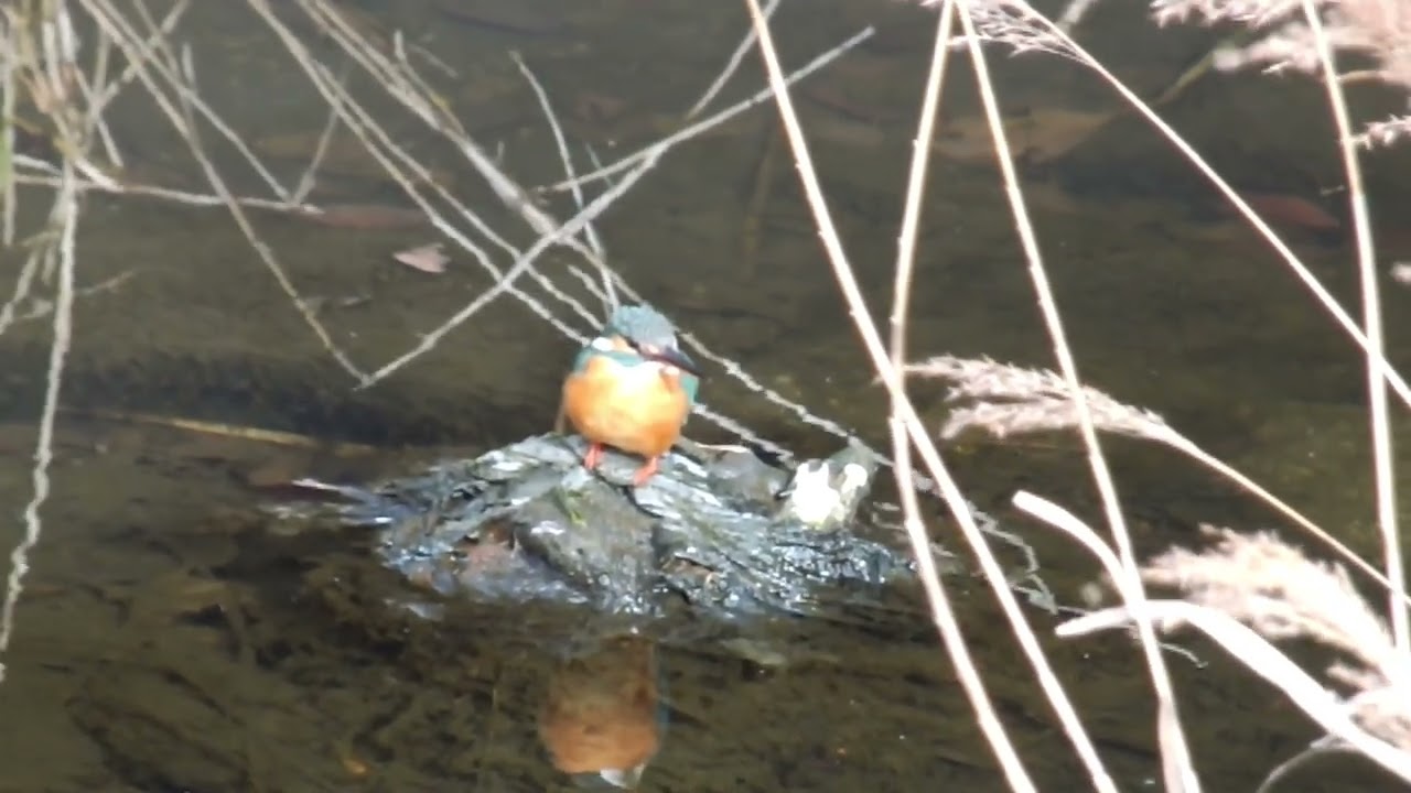 カワセミ動画その241(k2026 01 22 v)