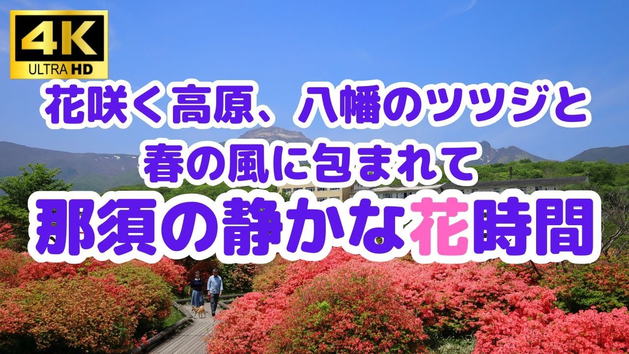 花咲く高原、八幡のツツジと春の風に包まれて｜那須の静かな花時間2025